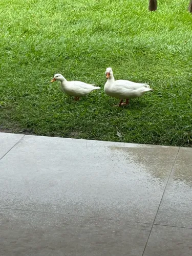 Animais
