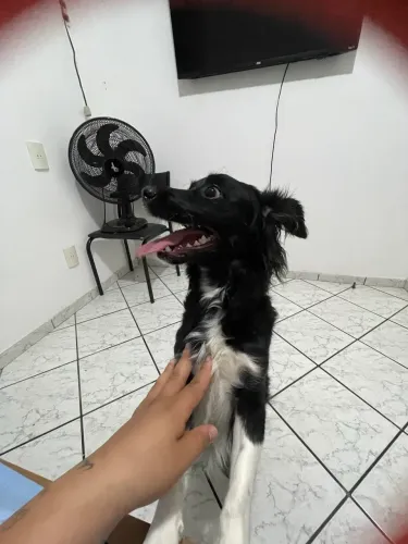 Cachorra para adoção