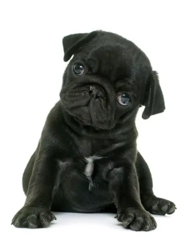 Pug: personalidade que faz a diferença
