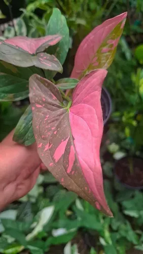 Mudas de plantas: Singônio Pink splash