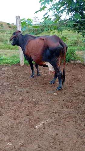 Venda de vacas de leite