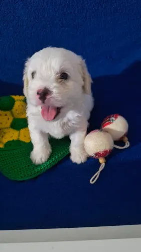 Disponível filhote de Poodle toy 