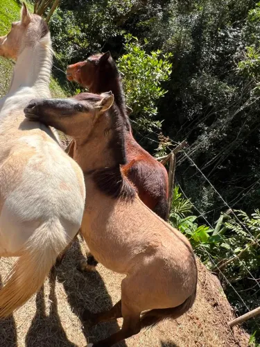 Cavalos