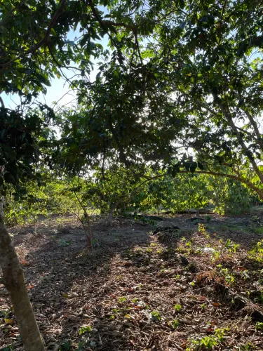 Terreno