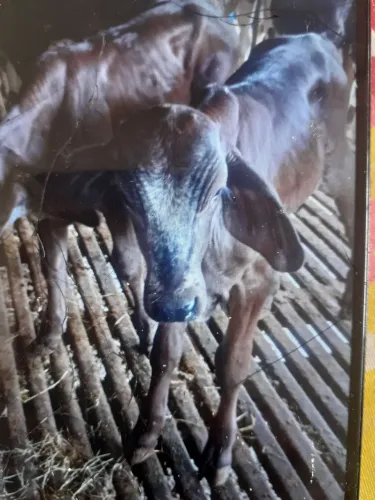 Bezerro macho para touro zebu top qualidade itamonte gado 
