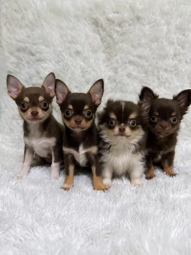 Filhotes chihuahua