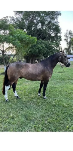 Cavalo crioulo