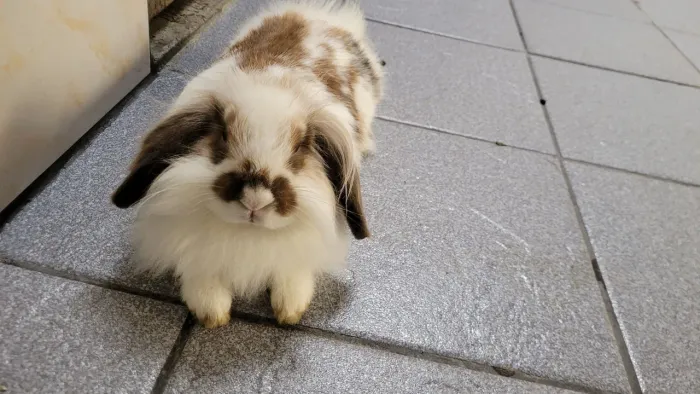 Mini coelho Lop Fuzzy
