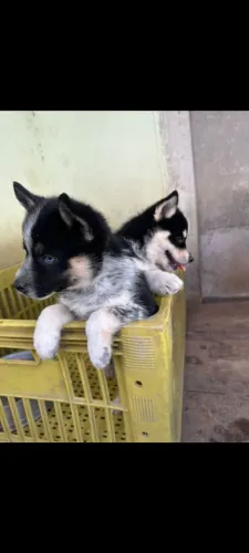 OPORTUNIDADE CASAL DE HUSKY DISPONÍVEL