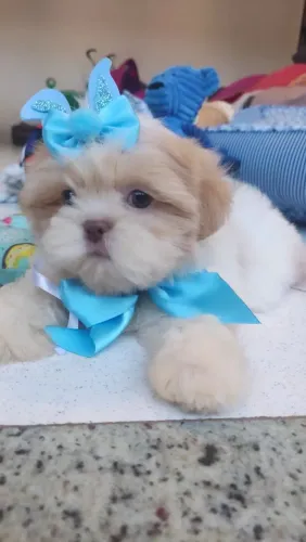 Shitzu bebe filhotes fofinhos vacinados