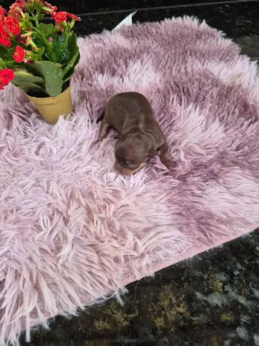 Chihuahua 