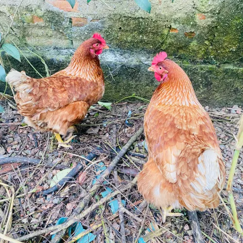 Duas galinhas raça Isa Brown