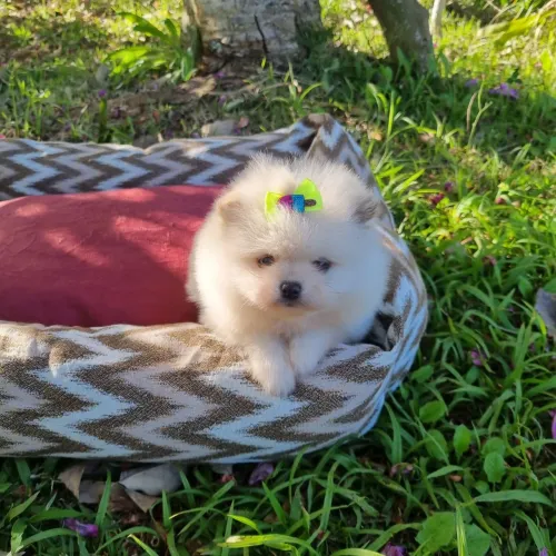 Spitz alemã anã/ lulu da pomerânia Fêmea 