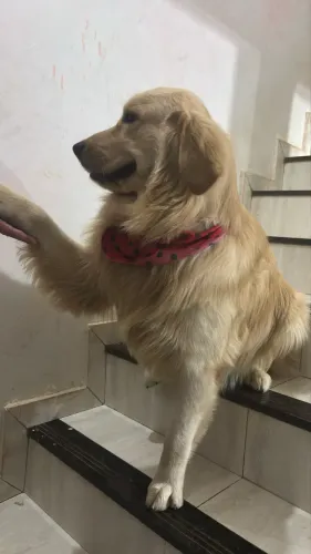 Golden