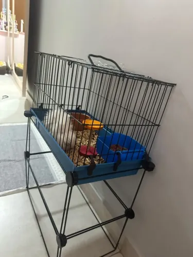 Porquinho da índia