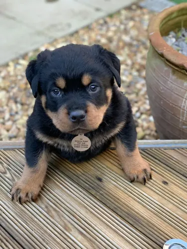 Rottweiler! Cabeça de touro somos especialistas!!