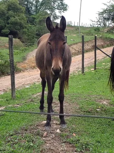Mula nova sem montada