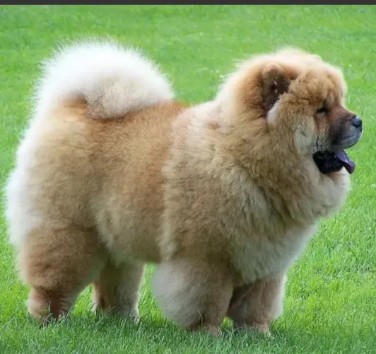 Vendo Chow-chow 14 dias vermifugado e vacinado 