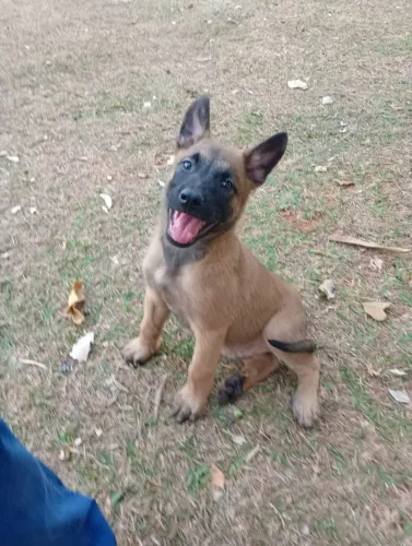 Cachorro Pastor molinoar 