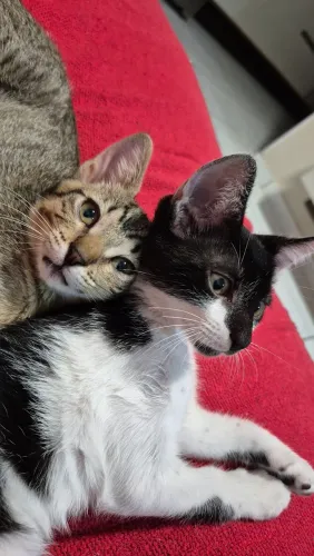 Filhotes de Gatos para Adoação
