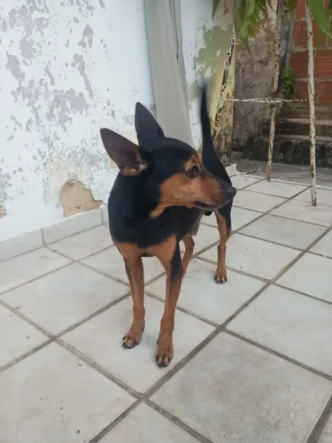 Adoção responsável - Pinscher adulto macho