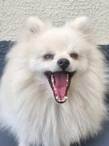 Lulu da Pomerania - Macho