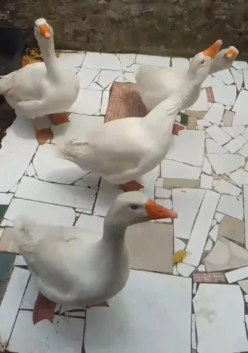 VENDO GANSO SINALEIRO MACHOS