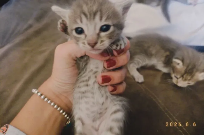 Doação de gatinhos 