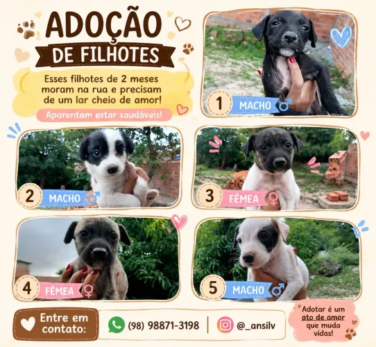 Doação de cachorro