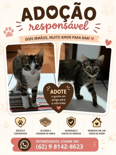 Gatinhos para adoção; são dois irmãos 