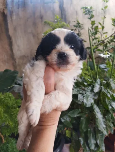 Filhotes de Lhasa