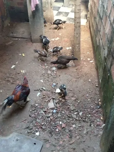 Vendo seis frangos de quintal grandes 240.reais