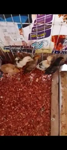 5 unidade de pintinhos caipiras 8$ a unidade