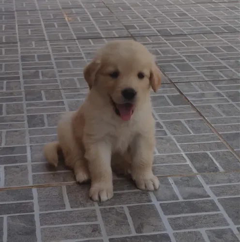 Labrador Ideal para Família