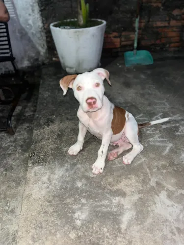 Pitbull