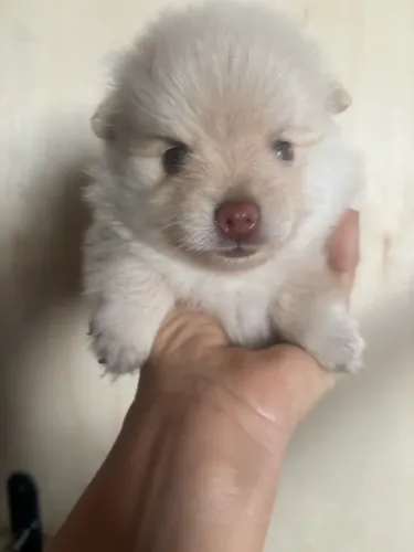Filhote de Spitz macho