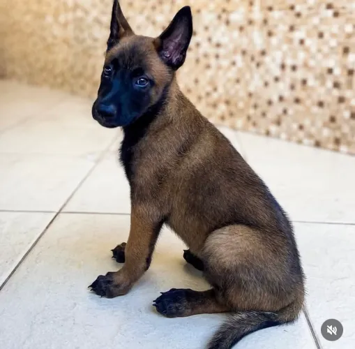 Pastor belga Malinois