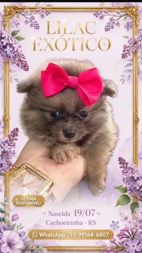 Linda Lulu da Pomerania exótica