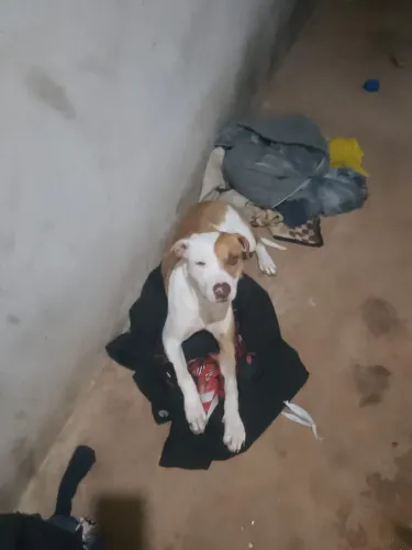 Doa se filhote de Pitbull 