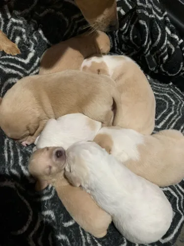 Doa-se cachorros 