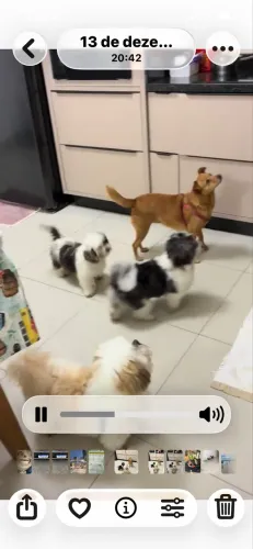 Cão d shitzu de um ano não castrado  muito dócil . Ótimo pará crianças. 