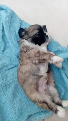 Cachorro shiatsu está com 45 dias puro pai e mãe no local 500 reais cada