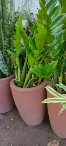 Plantas zamioculca e espada de São Jorge em vasos sintético 