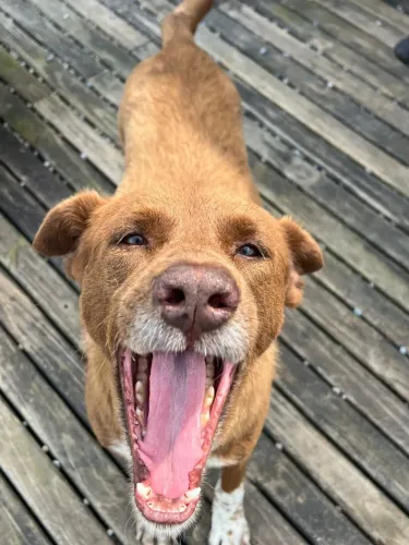 Cão Ruivo para adoção 
