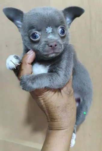 Chihuahua fêmea na cor azul, raridade!!