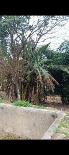 Chácara em aparecida de Goiânia 