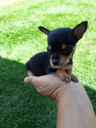 Pinscher machinho cor preto com canelo filhote com 56 dias vacinado e com pedigree