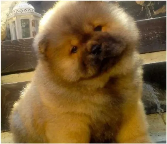 Chow Chow trabalhamos com mais de 20 raças.