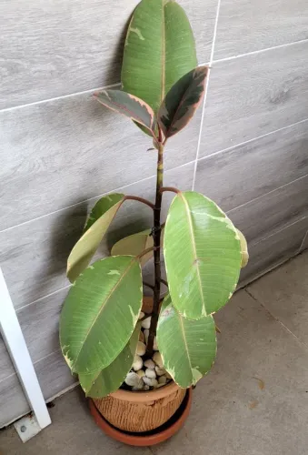 Ficus Ruby