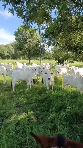 Fazenda de 113 alqueires em Araguapaz-GO
